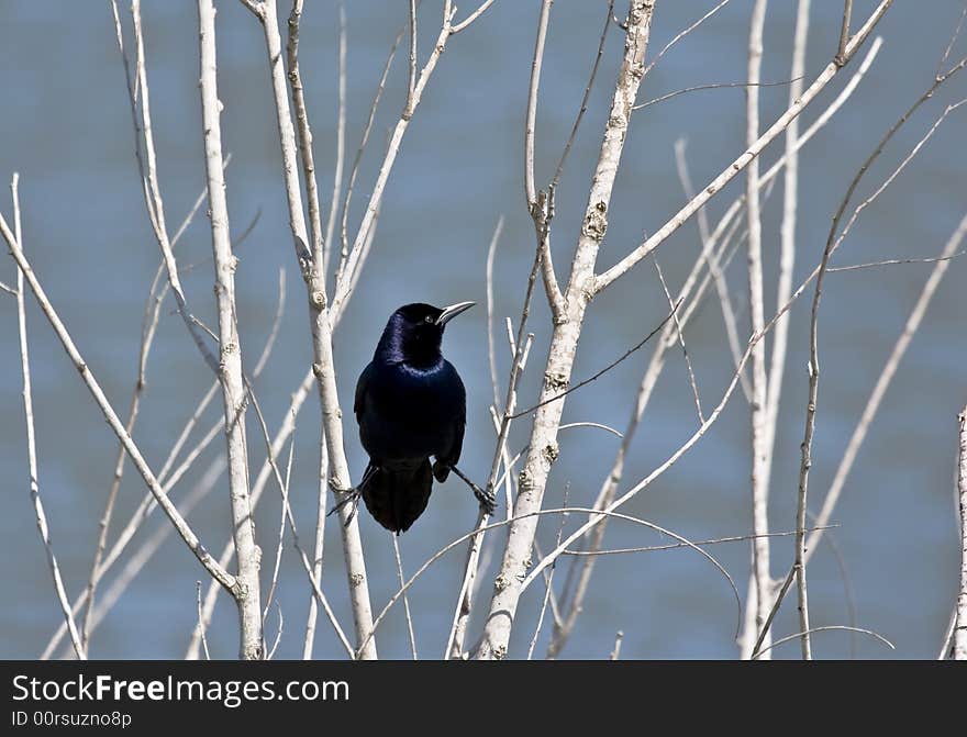 Bird on a branch of a tree in Florida