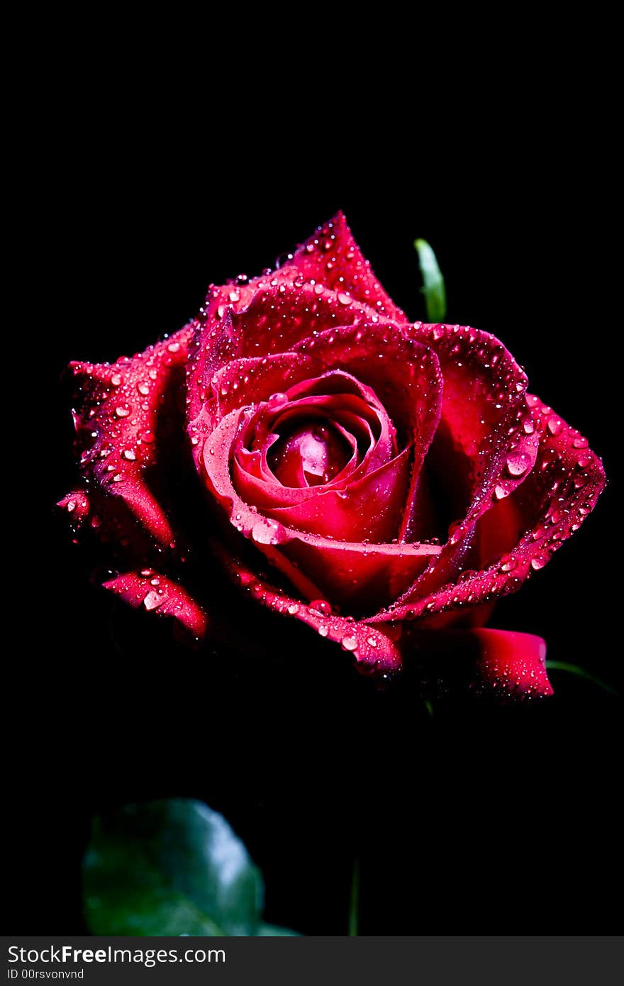 Red rose photographed in a studio with strobes