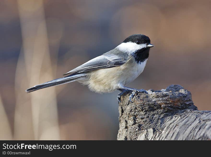 Black-capped chickodee feeding on seed in Central Park