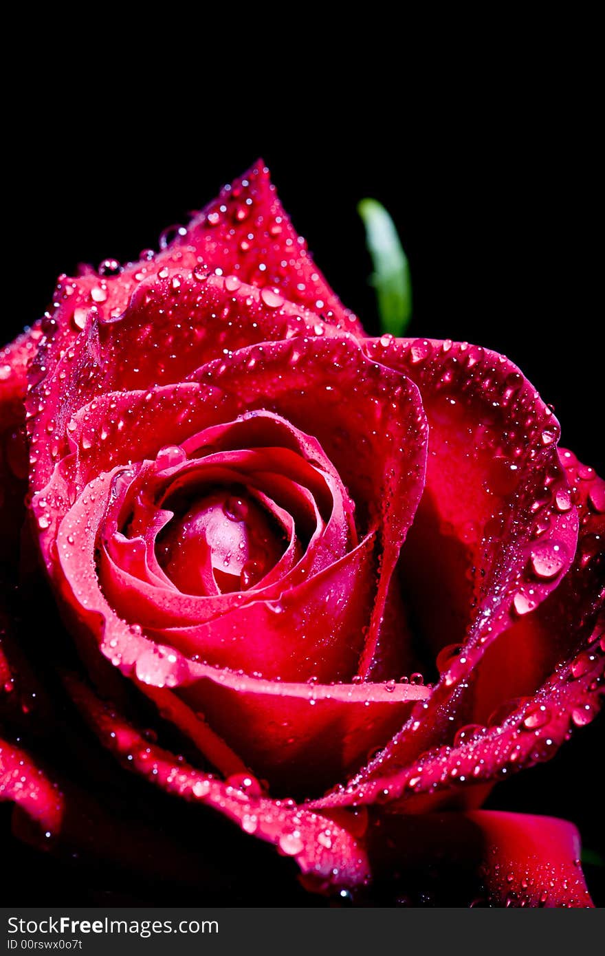 Red rose photographed in a studio with strobes