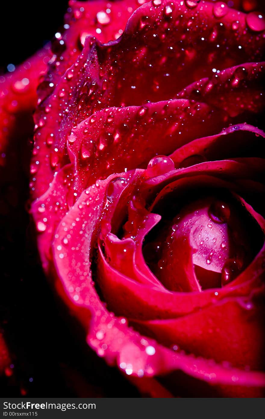 Red rose photographed in a studio with strobes