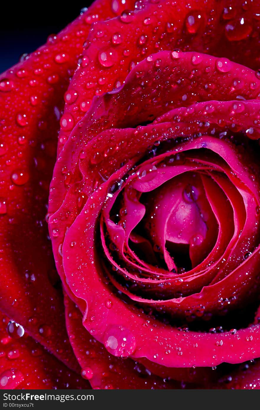 Red rose photographed in a studio with strobes