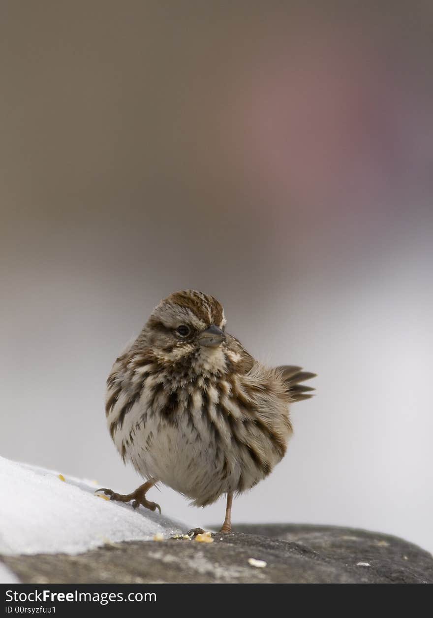 House Sparrow