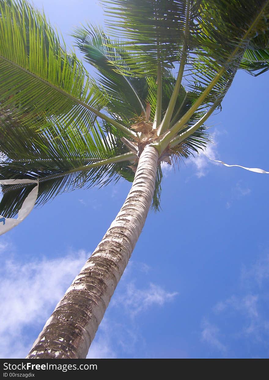 Vue du dessous d'un cocotier sous un ciel bleu. Vue du dessous d'un cocotier sous un ciel bleu