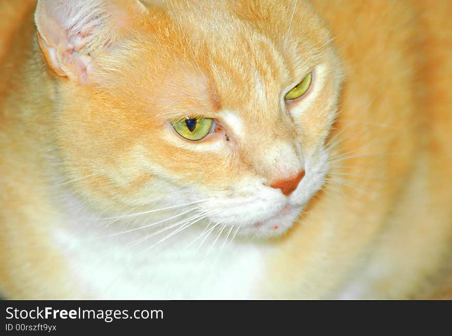 Portrait of a cat resting at home.