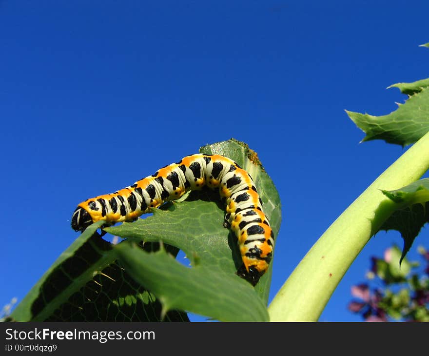 Yellow caterpillar on a green sheet. Yellow caterpillar on a green sheet