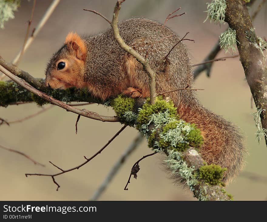 Fox Squirrel