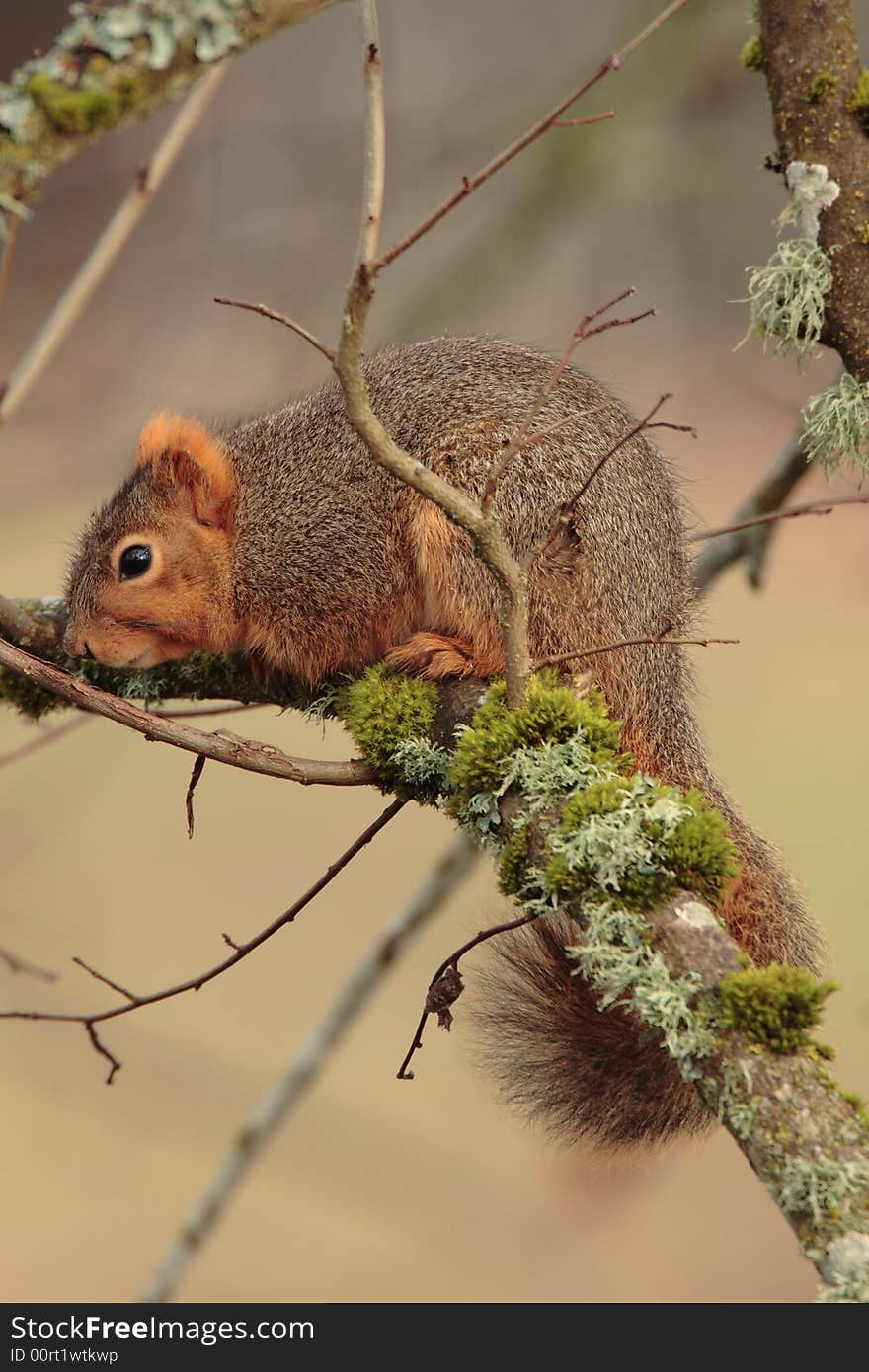 Fox Squirrel