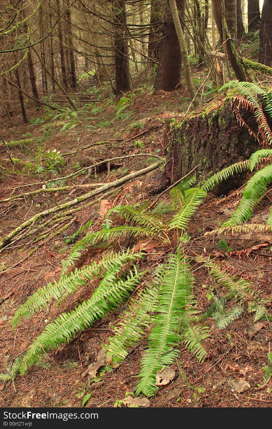 Stub Stewart Forest