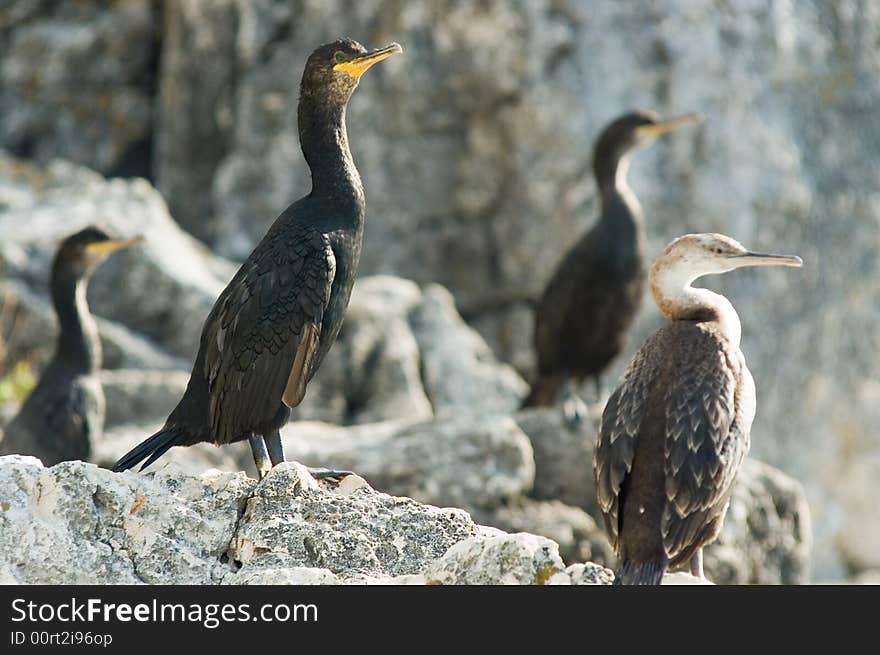 Group of young cormorants