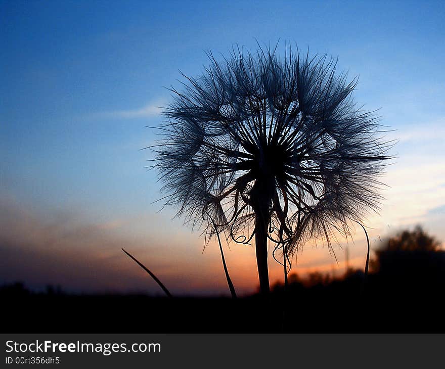 Dandelion At The Evening Sky