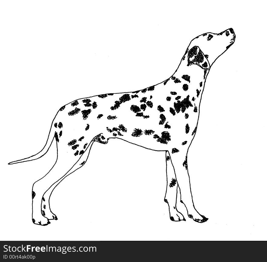 Dalmatian