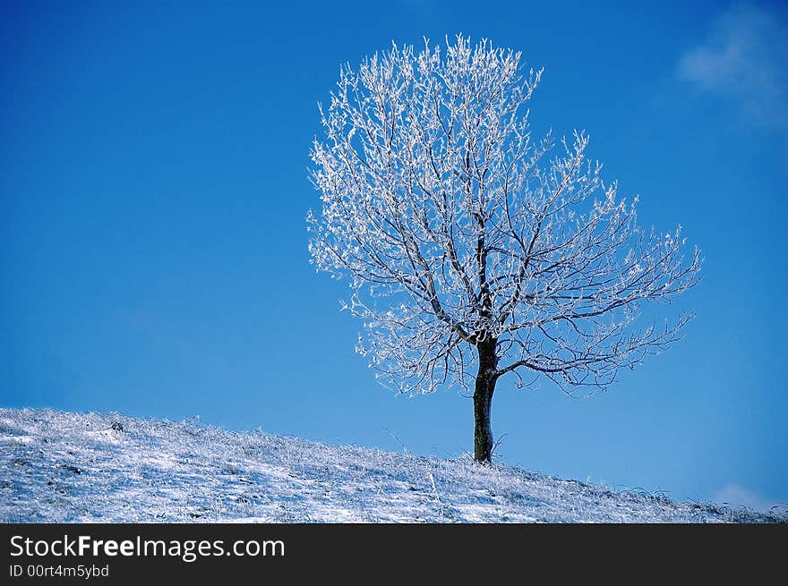 One tree at askew field. Winter day in mountain Rajac (Serbia). One tree at askew field. Winter day in mountain Rajac (Serbia)