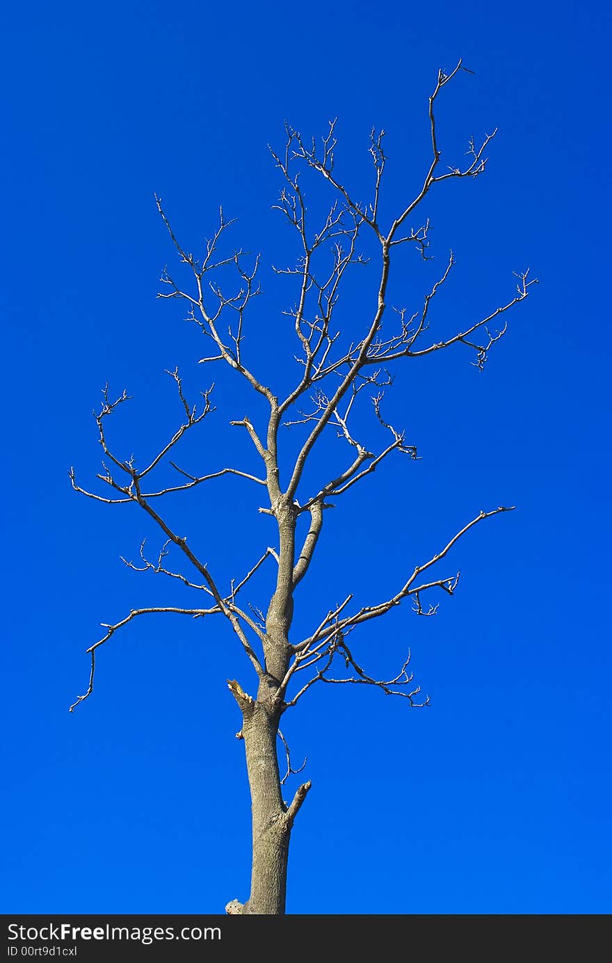 It is lonely under blue sky . It is lonely under blue sky .