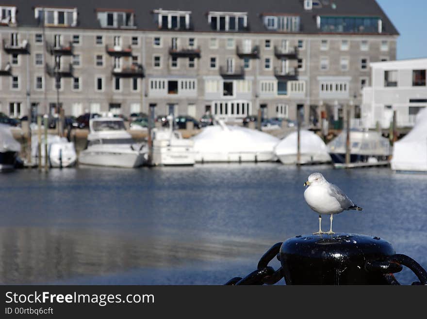 Seagull on Boat Dock