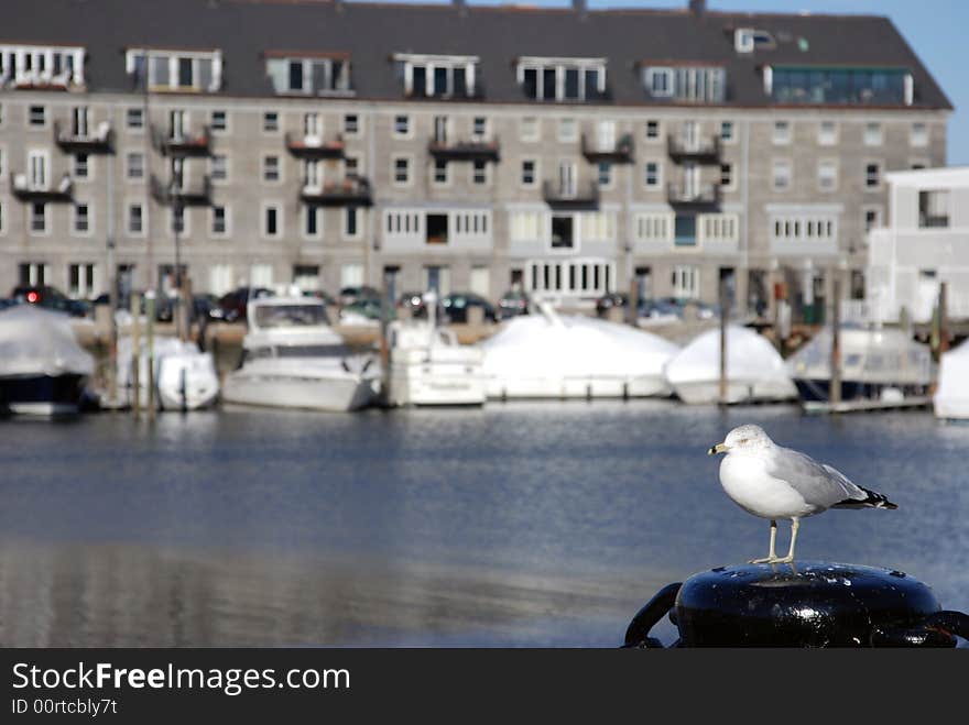 Seagull on Boat Dock