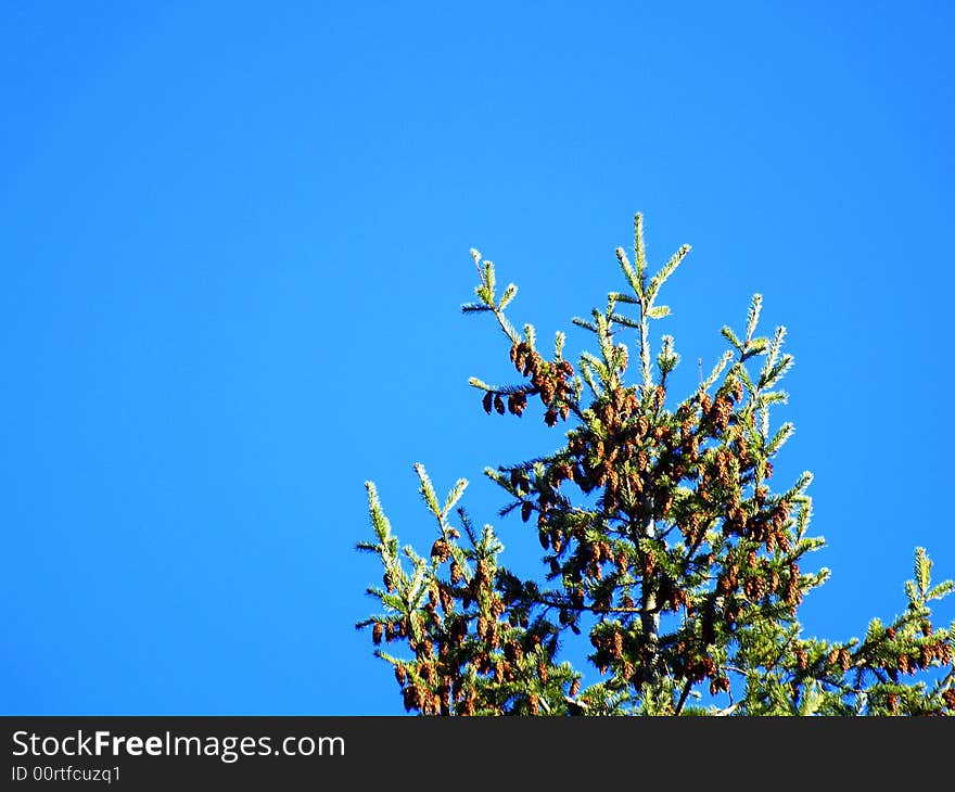 A pine tree against a blue sky.