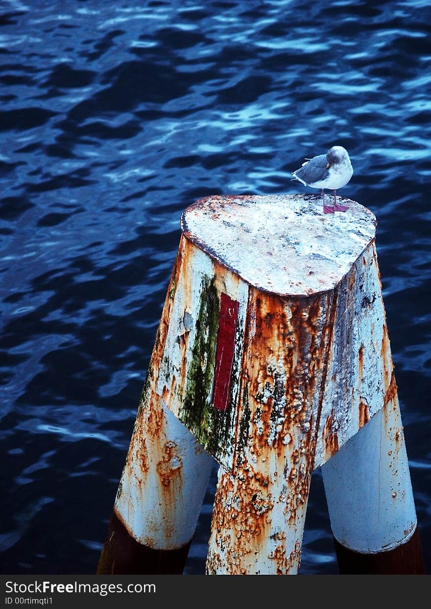 Seagull on a pillar out at sea. Seagull on a pillar out at sea.