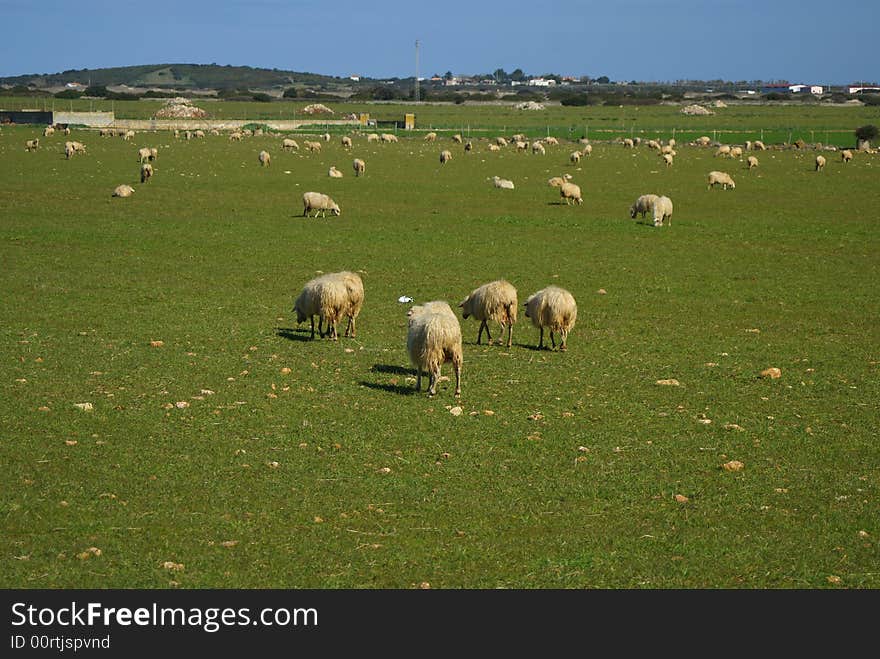 The sheep on the grassland