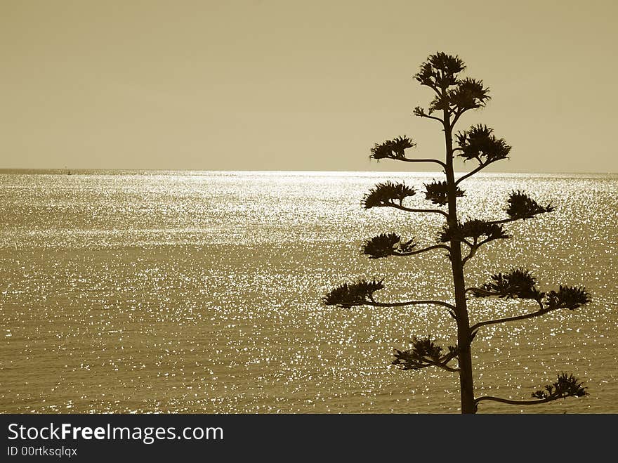 Sea of light with plant in sardinia