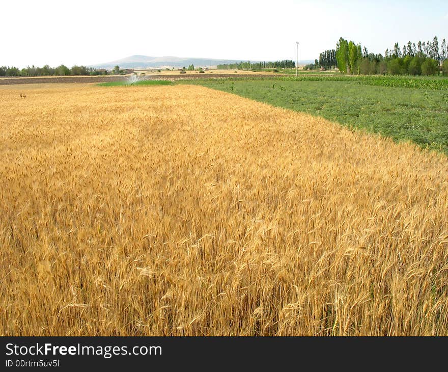 Wheat Field