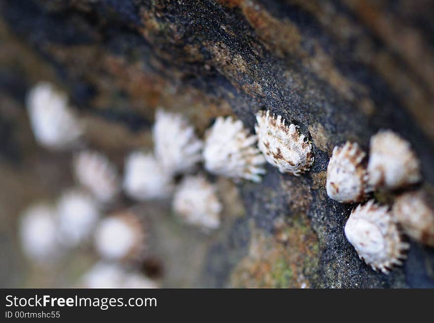 Sea Shells on the Sea Shore During Low Tide in Point Lobos, California