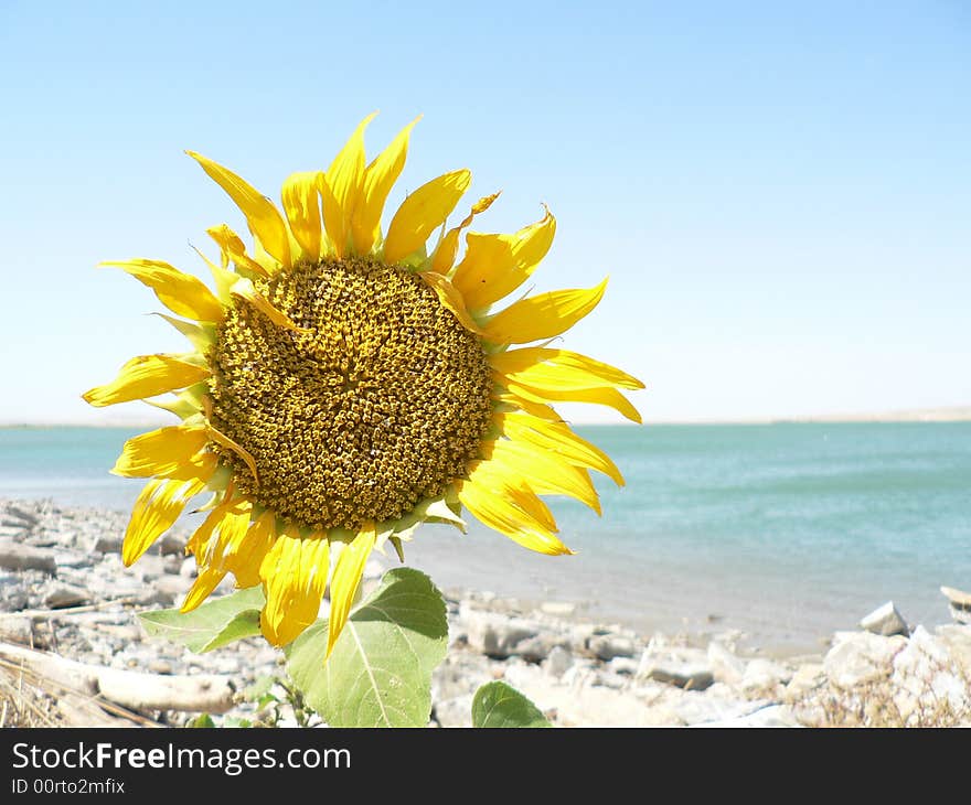 A Sunflower by a lake in Altai, China