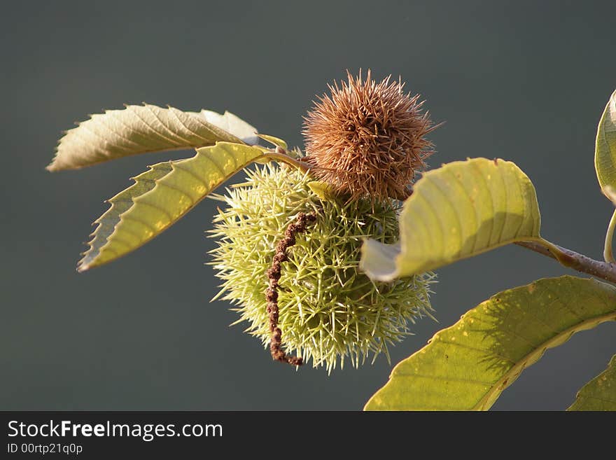 Fruit of Chestnuts,which is very delicious