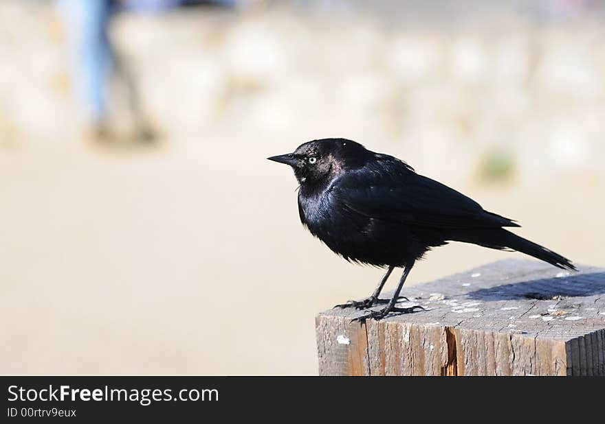 Brewer's Black Bird in Monterey, California