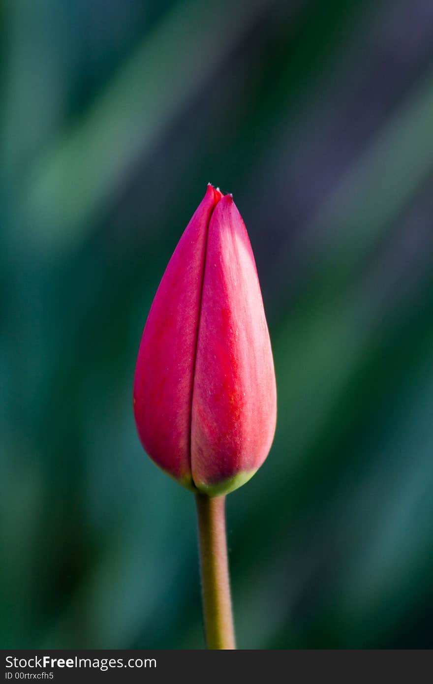 Sharp pink tulip bud with blurry green leafs in the background