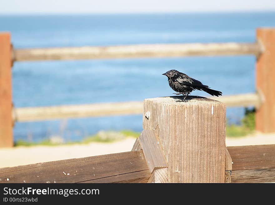 Brewer's Black Bird in Monterey, California