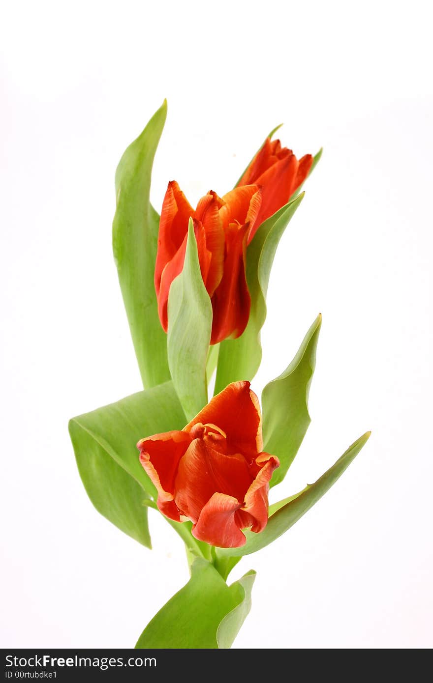 Red tulips isolated on white