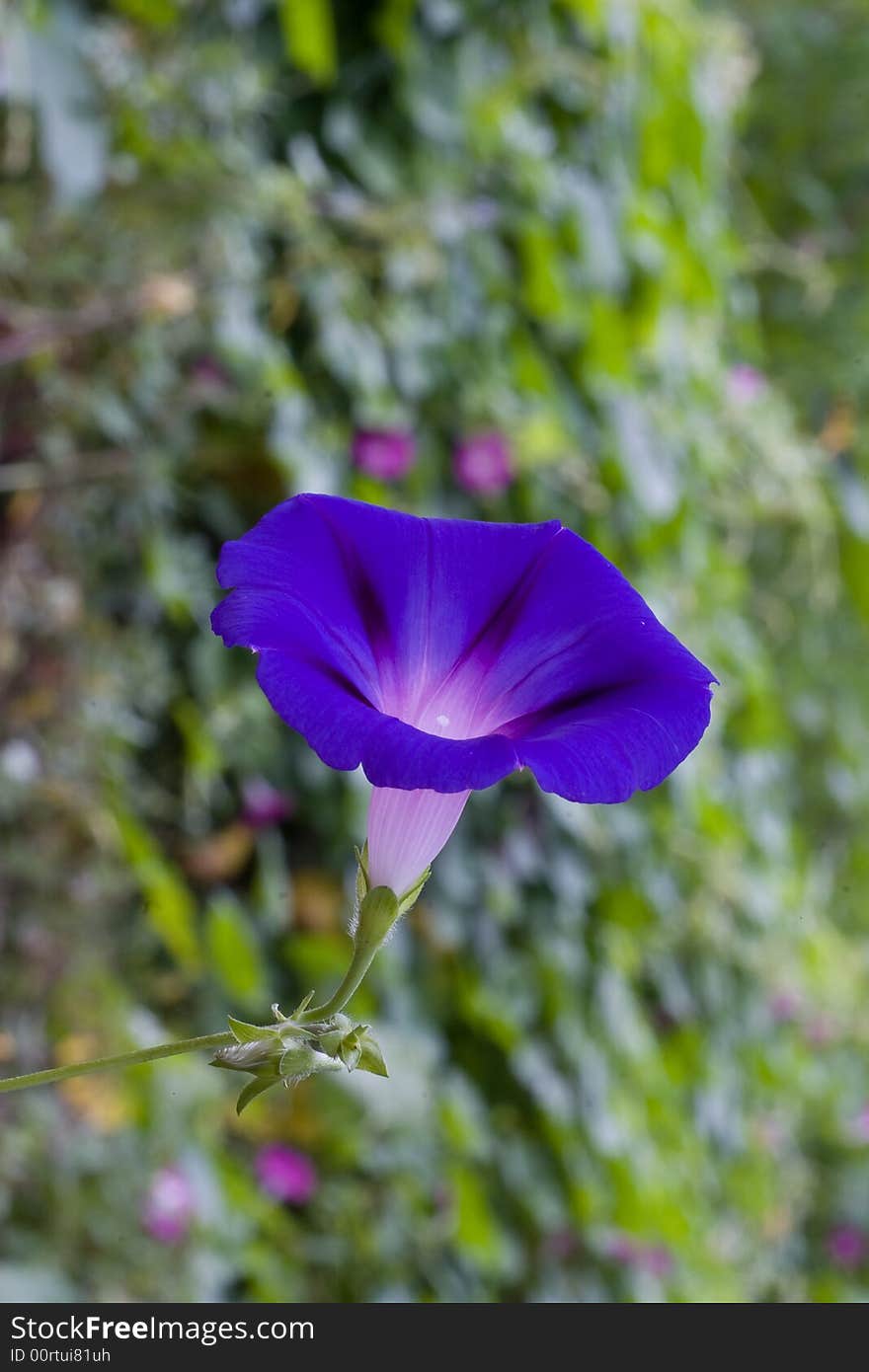 Morning-glory