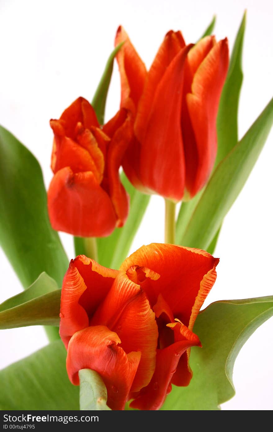 Red tulips isolated on white