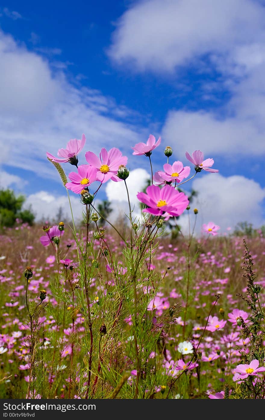 coreopsis