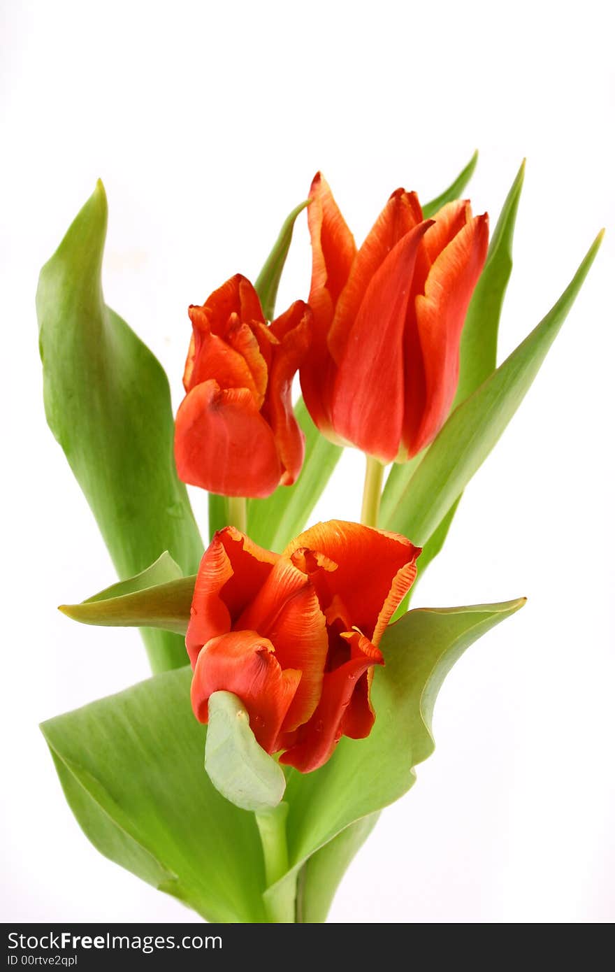 Red tulips isolated on white