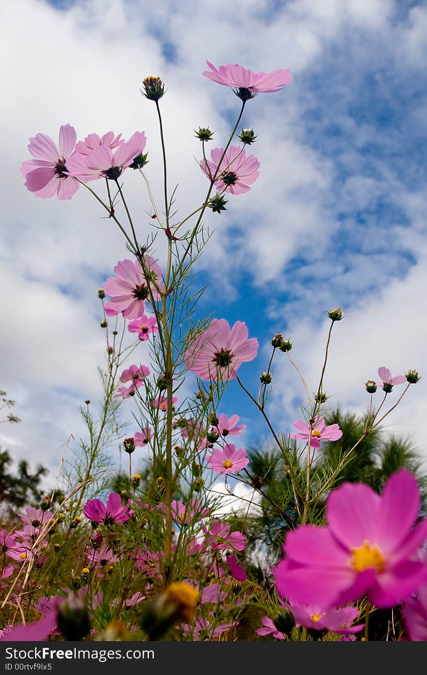 coreopsis