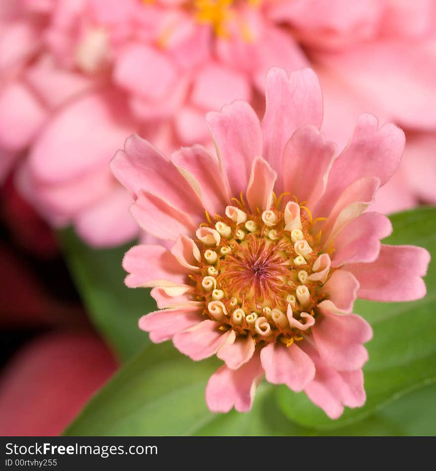 Pink Zinnia Blooming