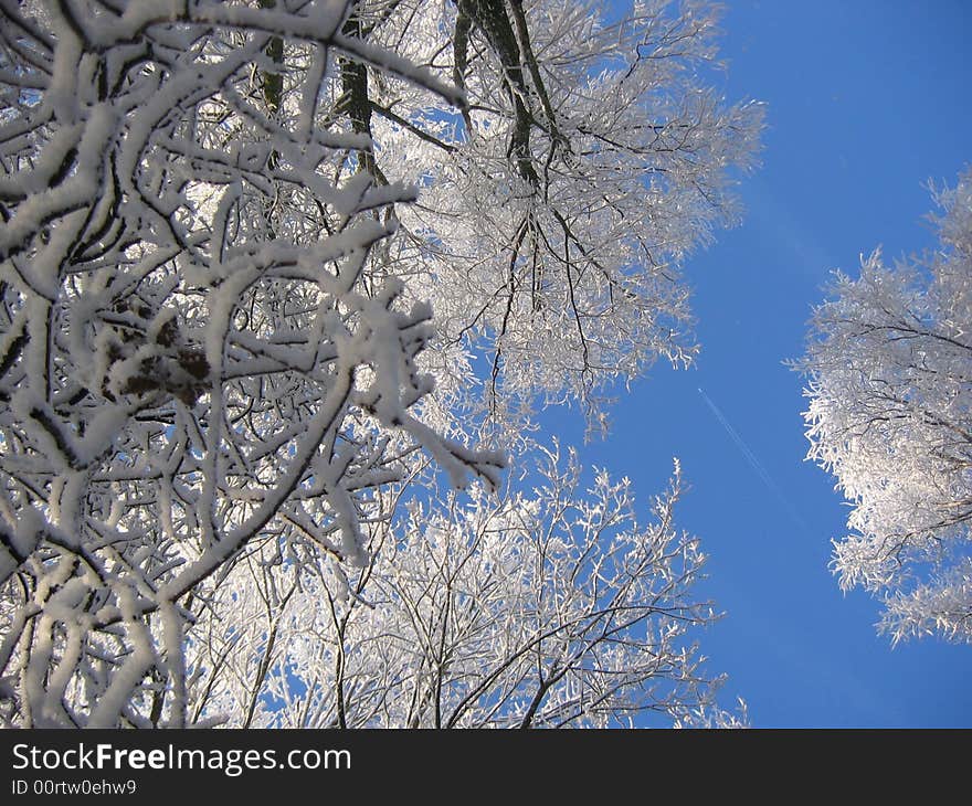 Winter tree