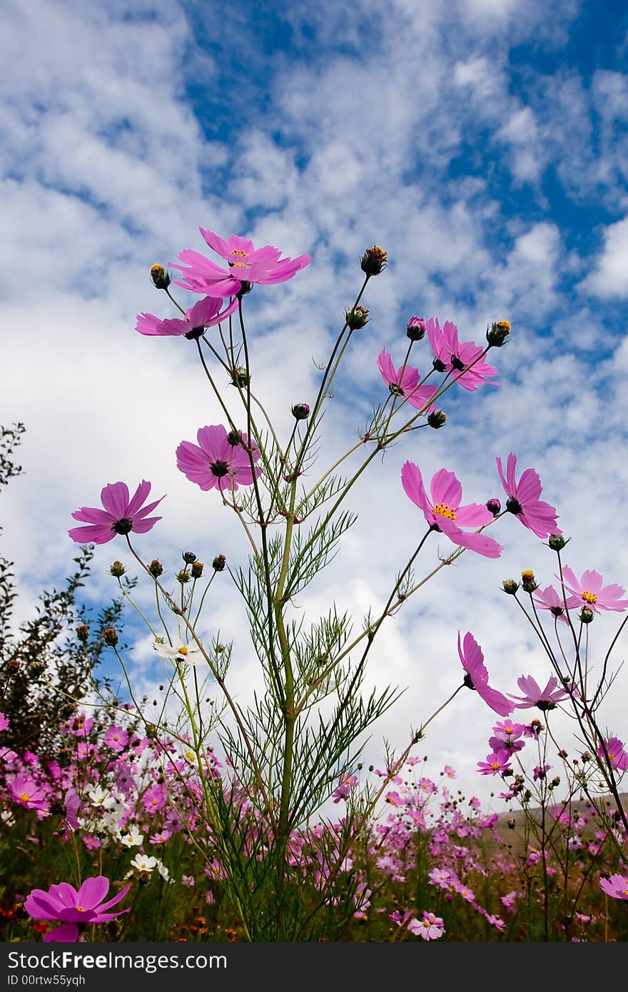 Coreopsis