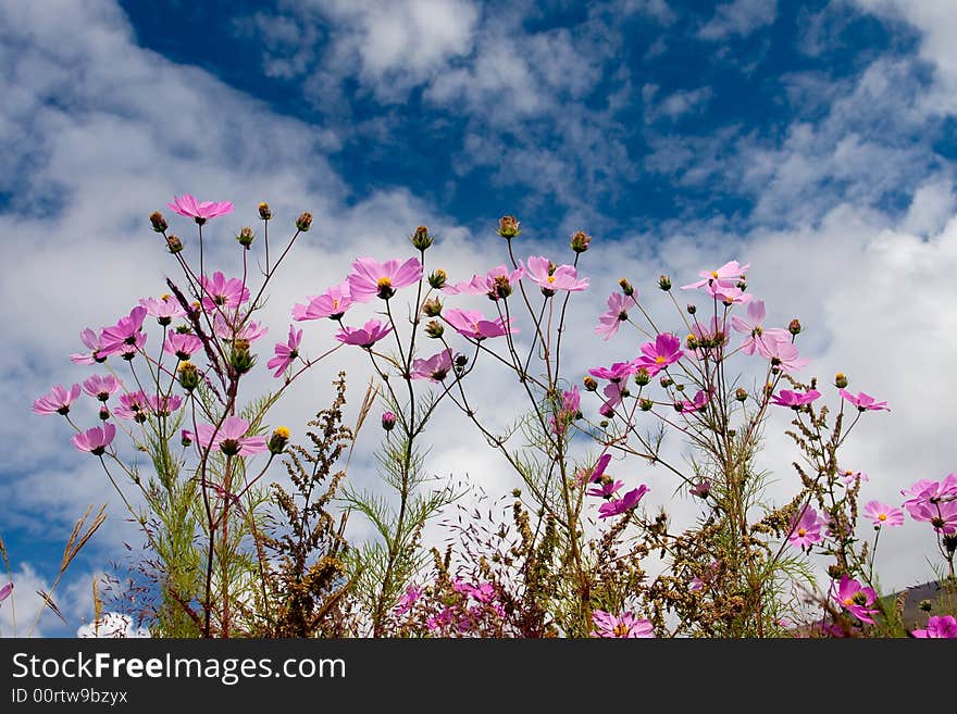 coreopsis