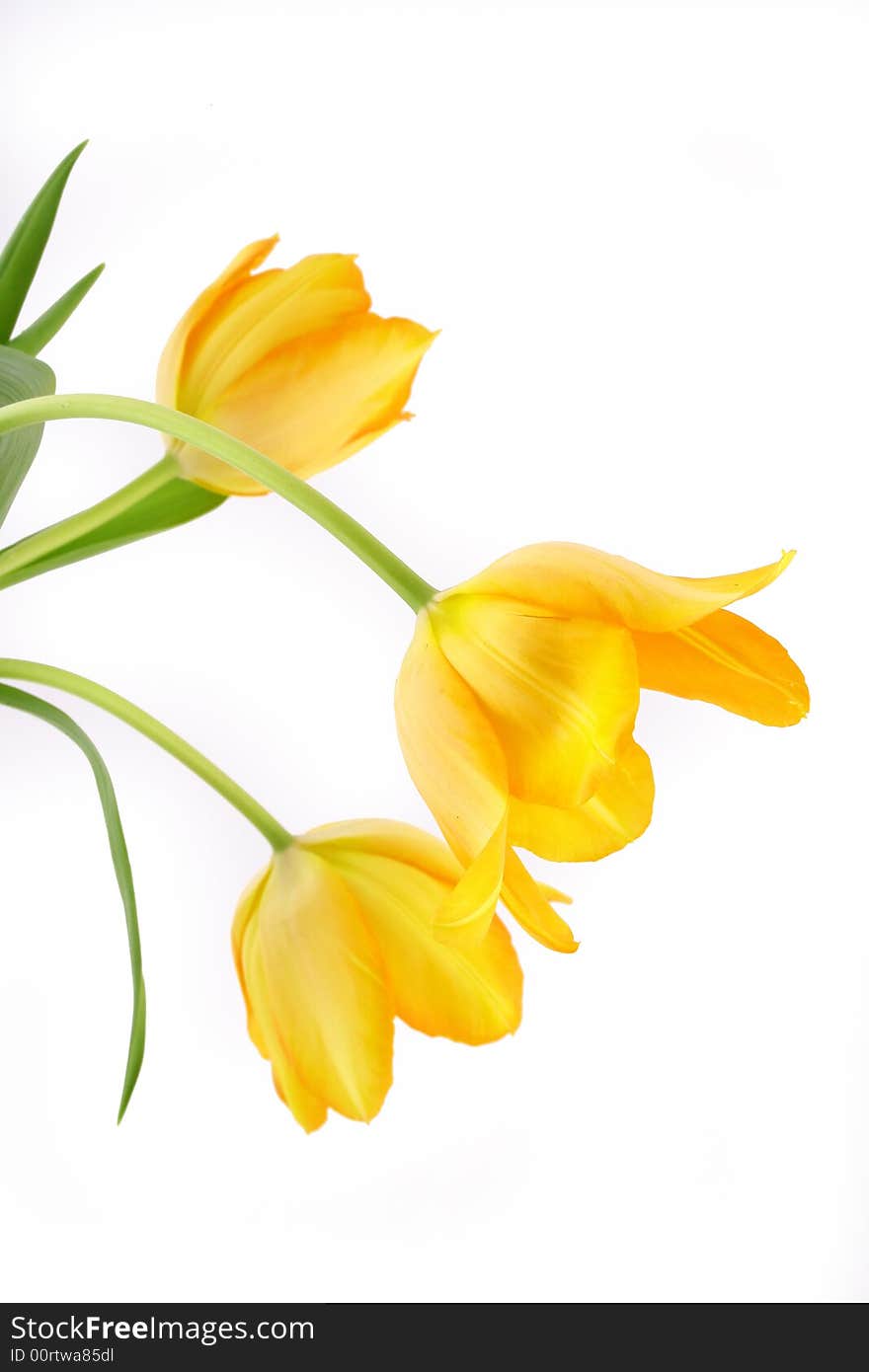 Yellow tulips isolated on white