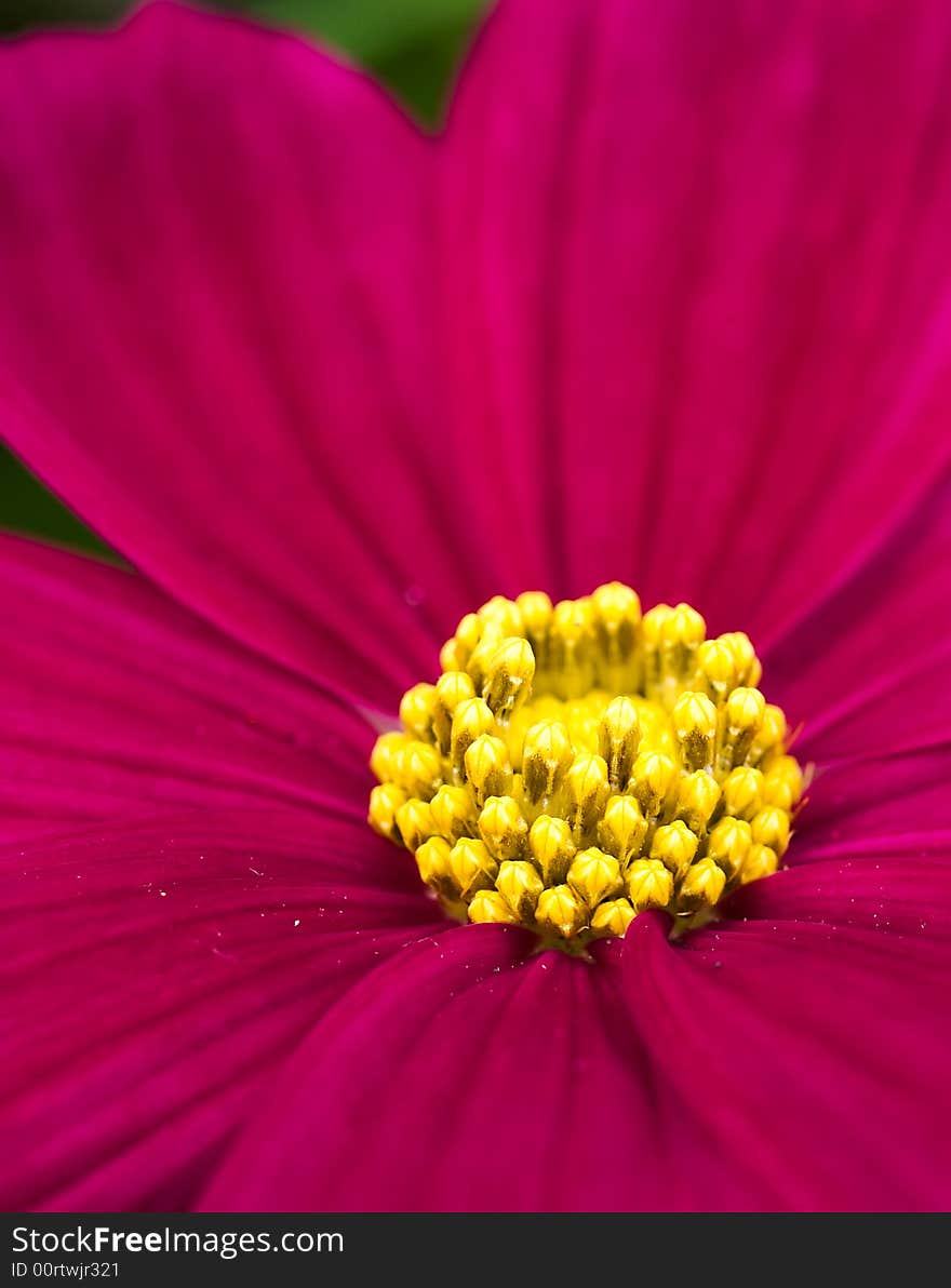 Immature deep red daisy about to bloom