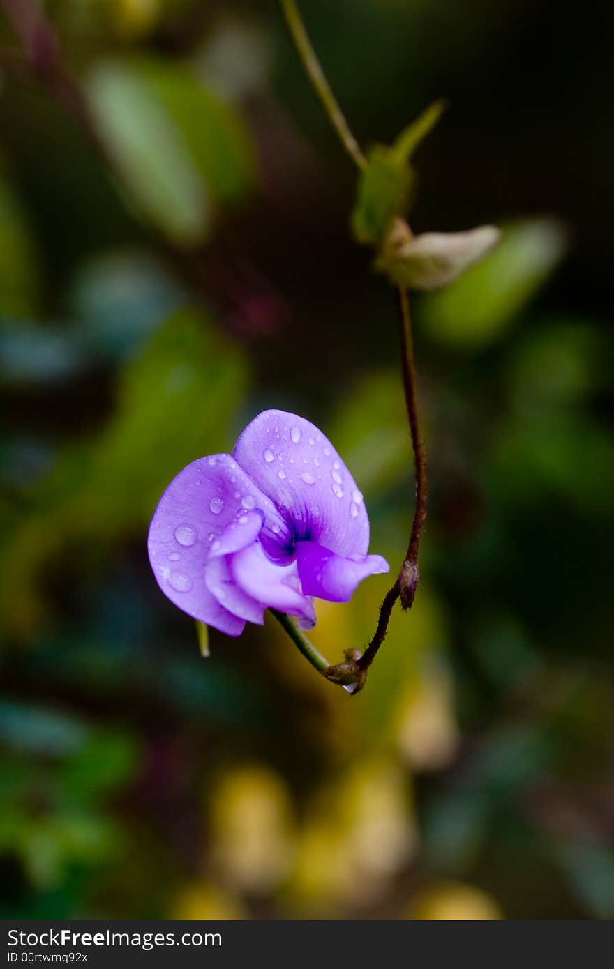 A wild flower is blooming. A wild flower is blooming