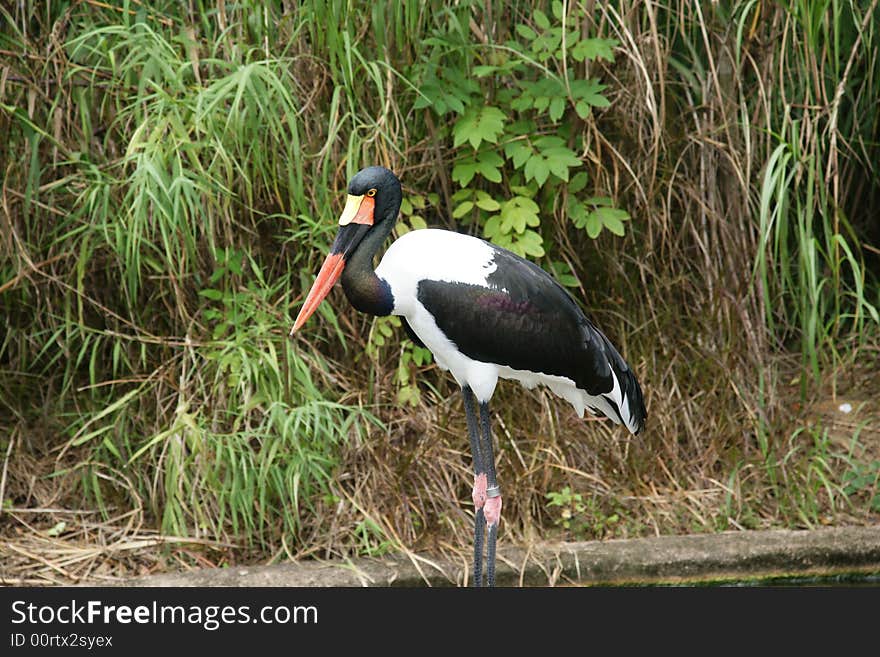 Stork