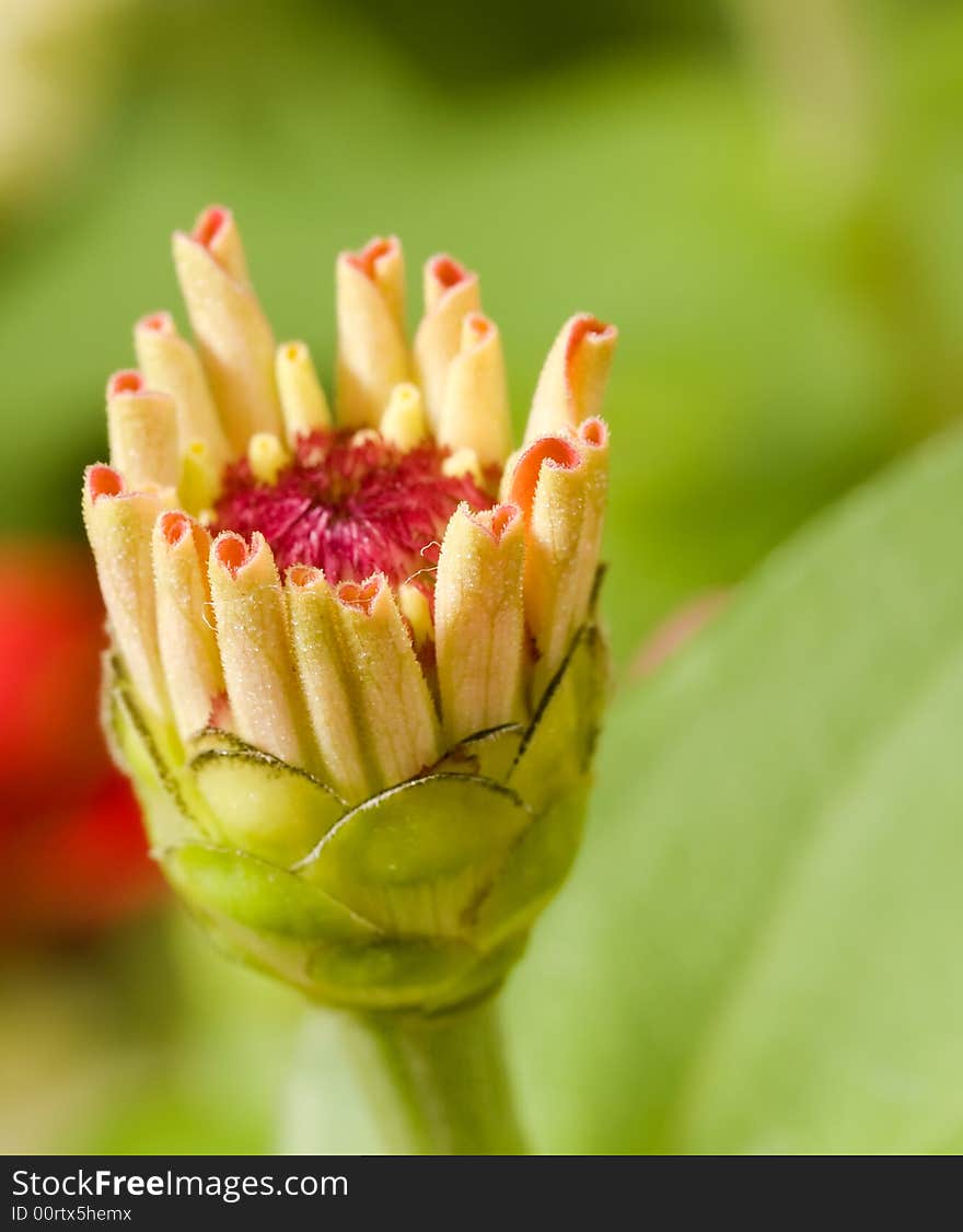 Pink Zinnia Blooming