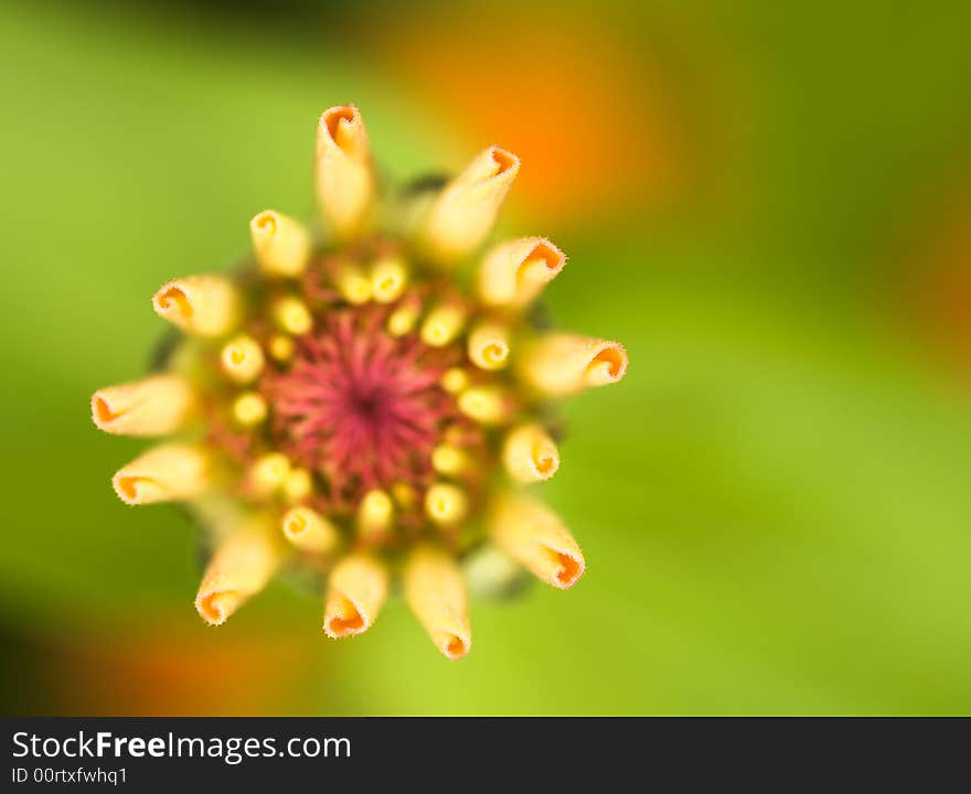 Pink Zinnia Blooming