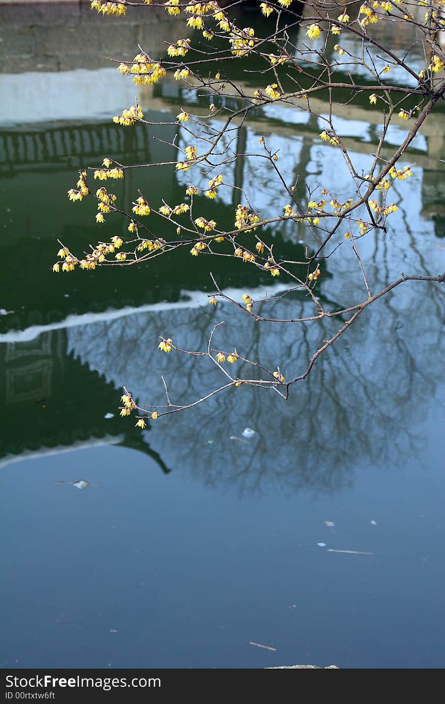 Plum Blossom