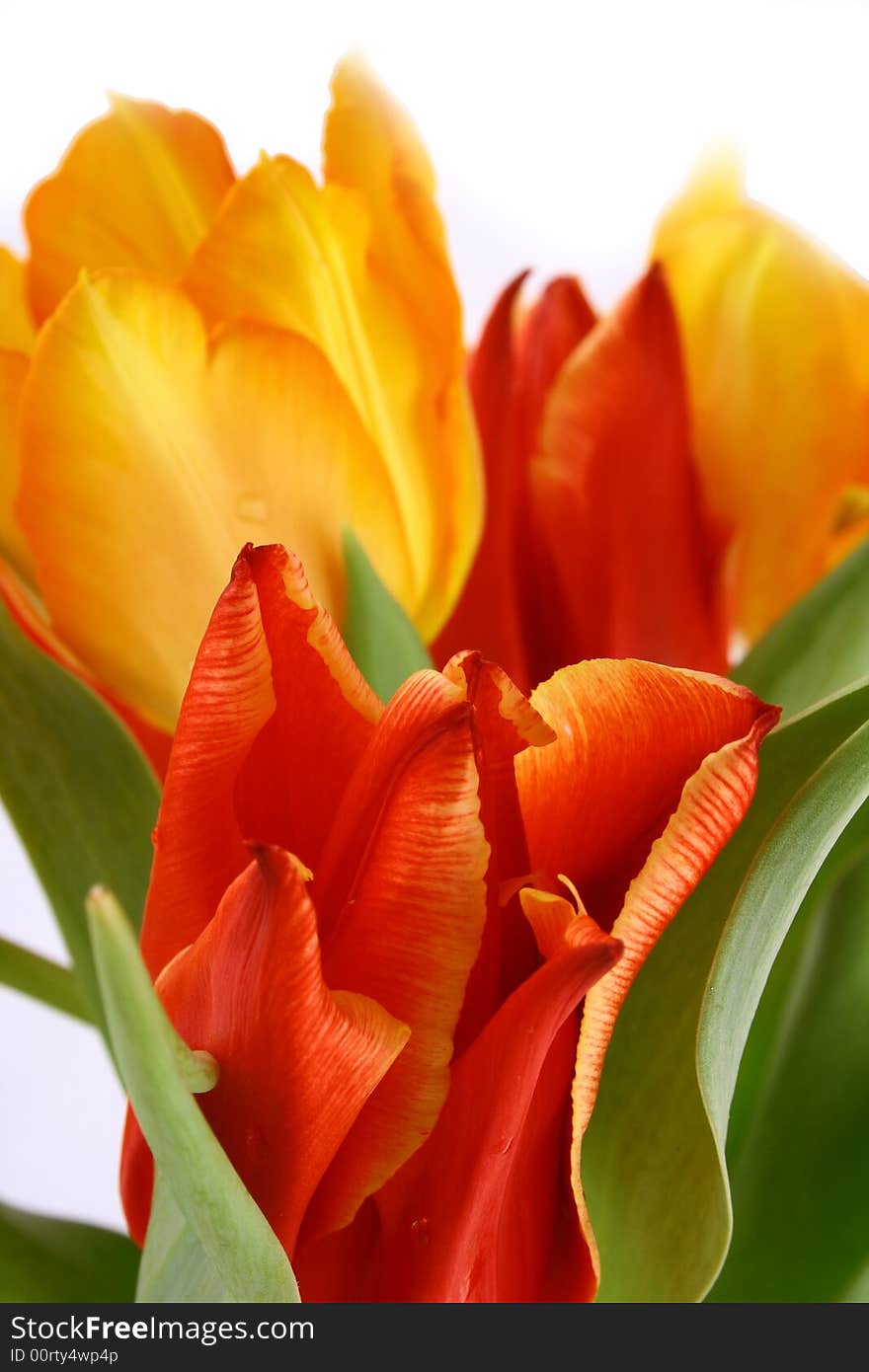 Yellow and red tulips isolated on white