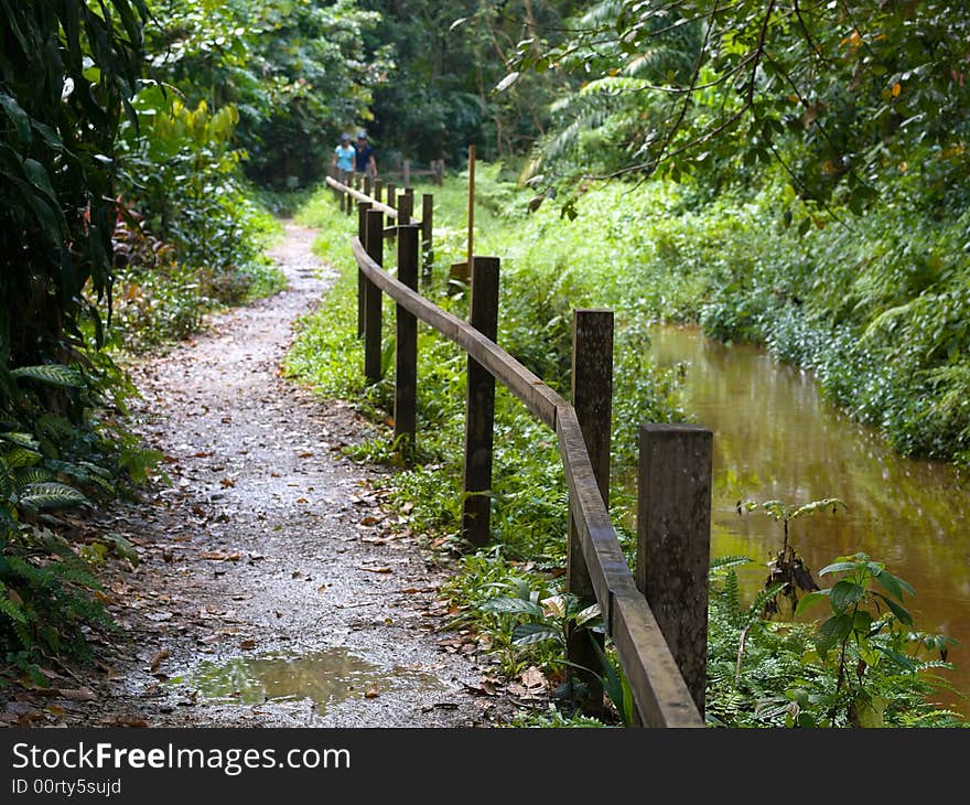 Jungle Walk